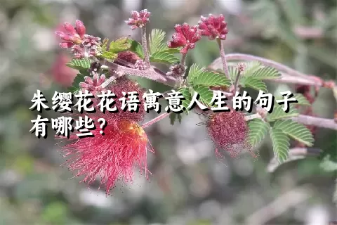 朱缨花花语寓意人生的句子有哪些？