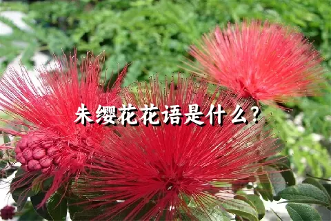 朱缨花花语是什么？