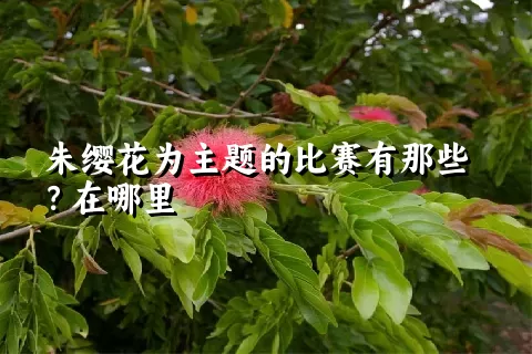 朱缨花为主题的比赛有那些？在哪里