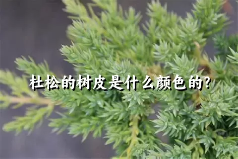 杜松的树皮是什么颜色的？
