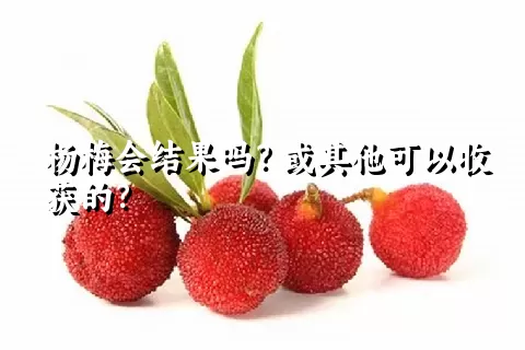 杨梅会结果吗？或其他可以收获的？