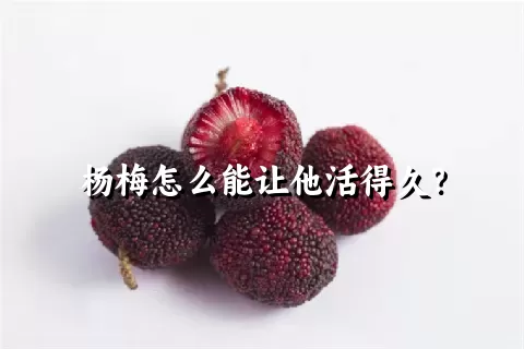 杨梅怎么能让他活得久？