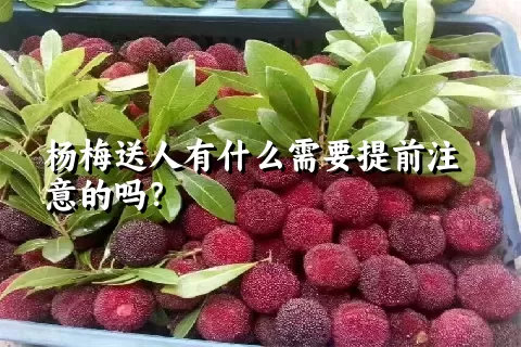 杨梅送人有什么需要提前注意的吗？