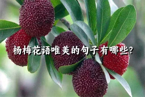 杨梅花语唯美的句子有哪些？
