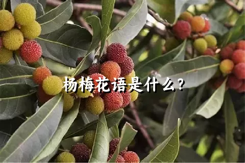 杨梅花语是什么？