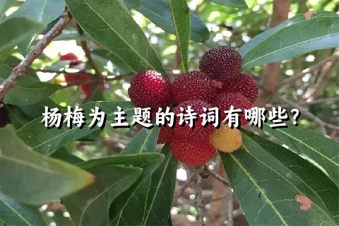 杨梅为主题的诗词有哪些？