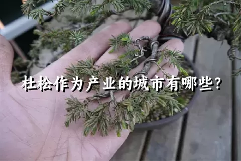 杜松作为产业的城市有哪些？