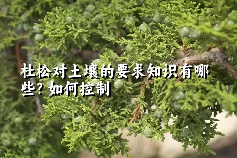 杜松对土壤的要求知识有哪些？如何控制