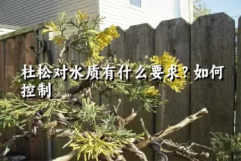 杜松对水质有什么要求？如何控制