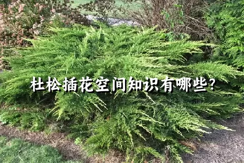 杜松插花空间知识有哪些？