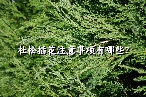 杜松插花注意事项有哪些？