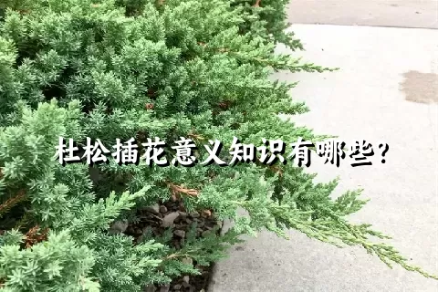 杜松插花意义知识有哪些？