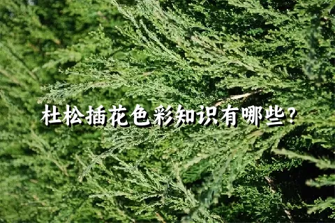 杜松插花色彩知识有哪些？