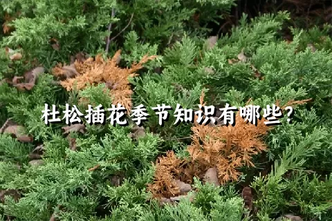 杜松插花季节知识有哪些？