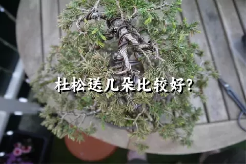 杜松送几朵比较好？