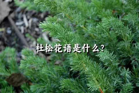 杜松花语是什么？