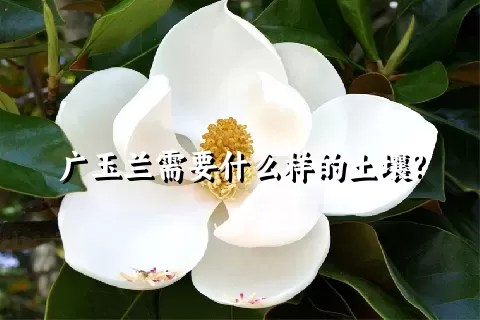 广玉兰需要什么样的土壤?