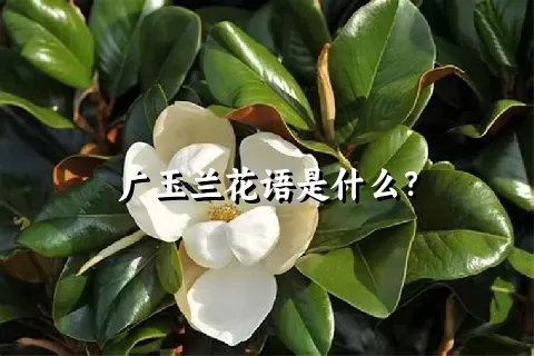 广玉兰花语是什么？