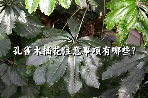 孔雀木插花注意事项有哪些？