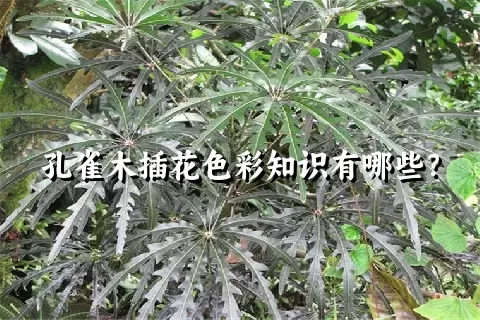 孔雀木插花色彩知识有哪些？