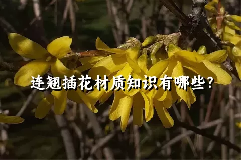 连翘插花材质知识有哪些？
