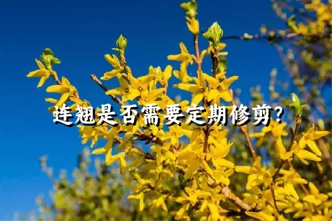 连翘是否需要定期修剪？