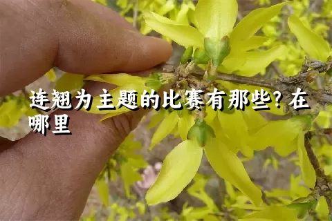 连翘为主题的比赛有那些？在哪里