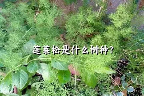 蓬莱松是什么树种？