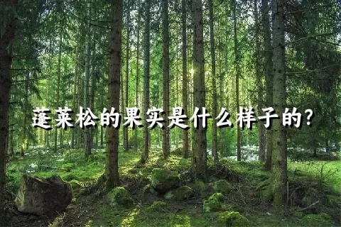 蓬莱松的果实是什么样子的？