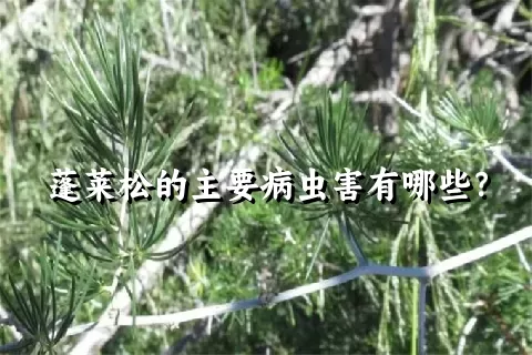 蓬莱松的主要病虫害有哪些？