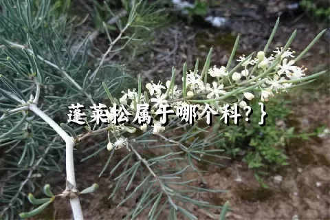 蓬莱松属于哪个科？}