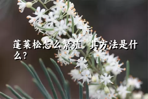蓬莱松怎么繁殖，其方法是什么？