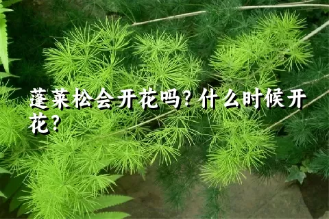 蓬莱松会开花吗？什么时候开花？