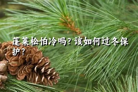 蓬莱松怕冷吗？该如何过冬保护？