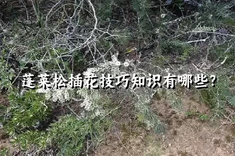 蓬莱松插花技巧知识有哪些？