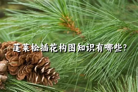 蓬莱松插花构图知识有哪些？