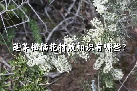 蓬莱松插花材质知识有哪些？