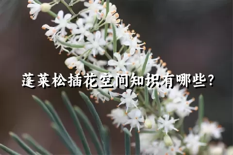 蓬莱松插花空间知识有哪些？