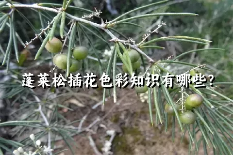 蓬莱松插花色彩知识有哪些？