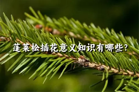 蓬莱松插花意义知识有哪些？