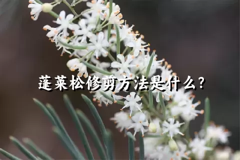 蓬莱松修剪方法是什么？