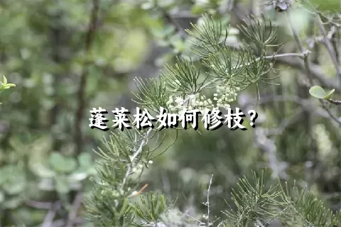 蓬莱松如何修枝？