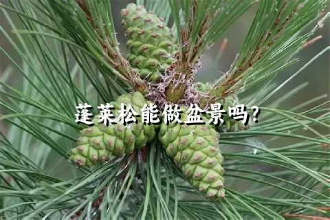 蓬莱松能做盆景吗？