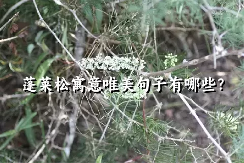 蓬莱松寓意唯美句子有哪些？