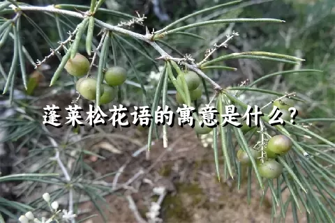 蓬莱松花语的寓意是什么？