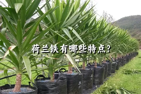 荷兰铁有哪些特点？