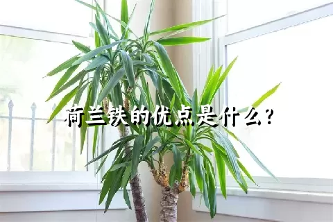 荷兰铁的优点是什么？