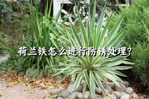 荷兰铁怎么进行防锈处理？