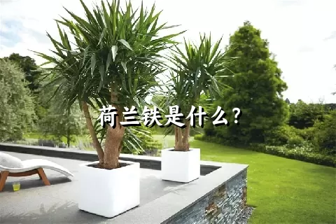 荷兰铁是什么？