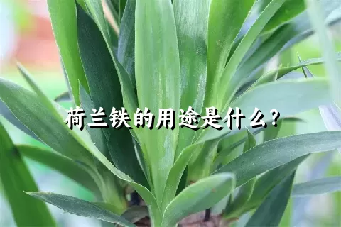 荷兰铁的用途是什么？